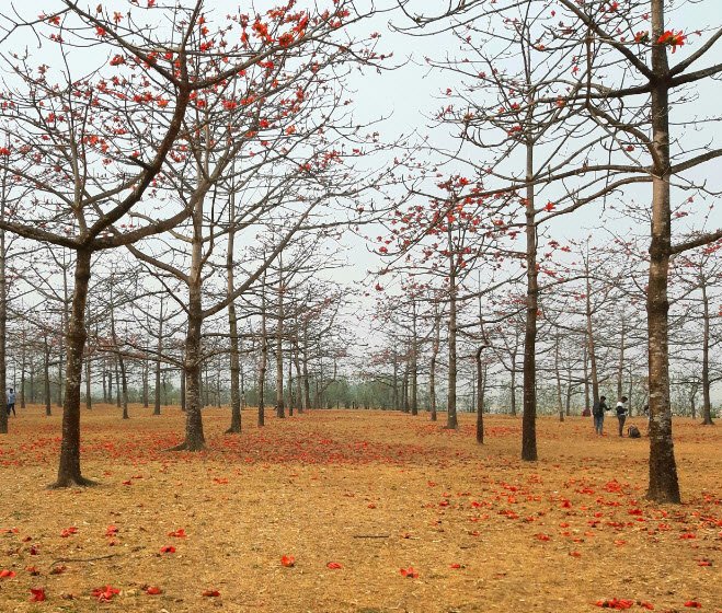 Joynal Abedin Shimul Garden, Bangladesh